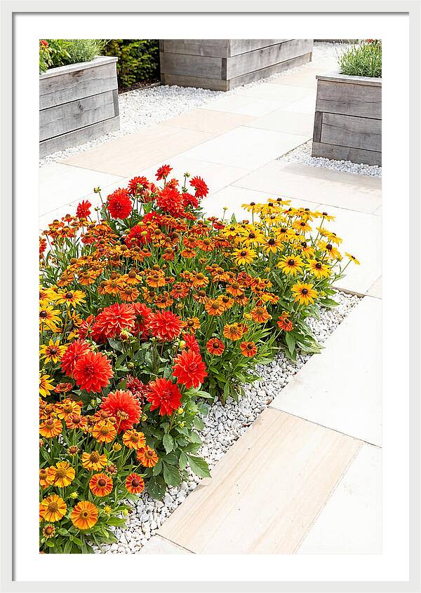 Hot Border Garden Blooms