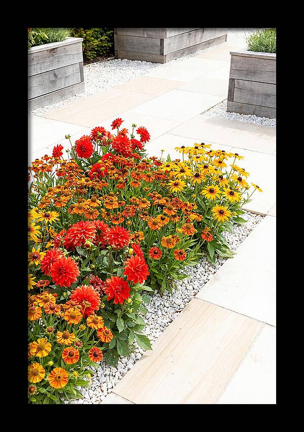 Hot Border Garden Blooms