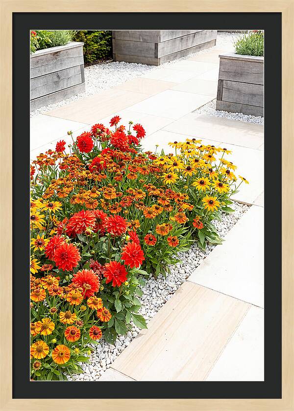 Hot Border Garden Blooms