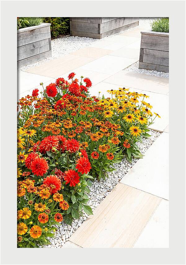 Hot Border Garden Blooms
