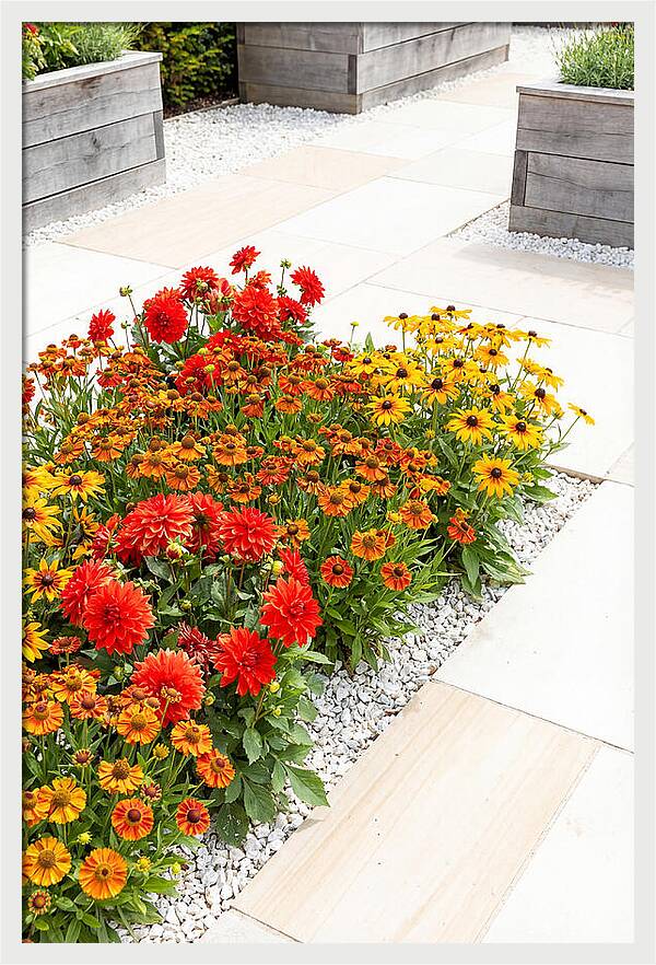 Hot Border Garden Blooms