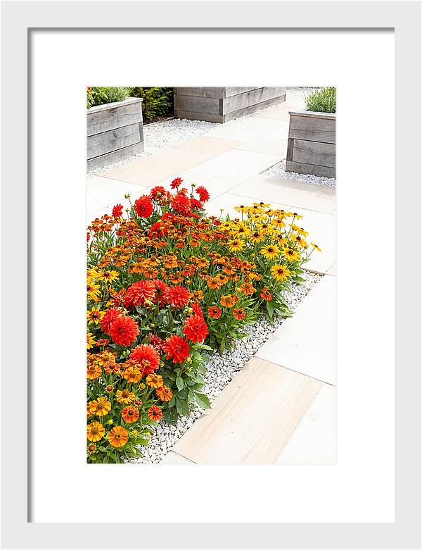 Hot Border Garden Blooms