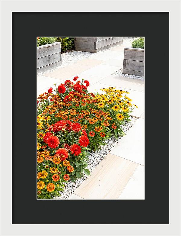 Hot Border Garden Blooms