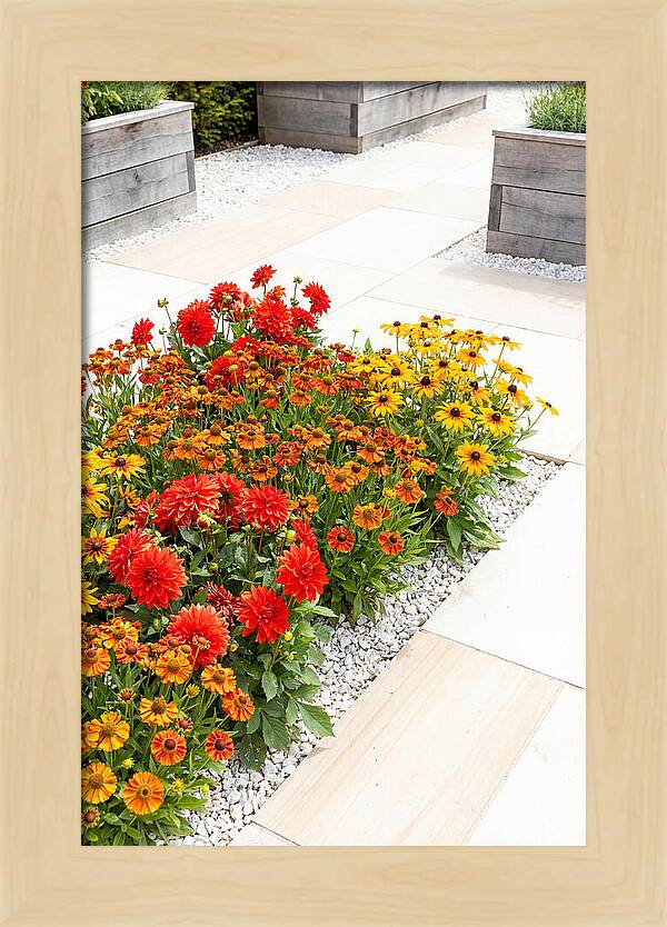 Hot Border Garden Blooms