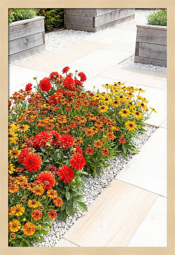 Hot Border Garden Blooms