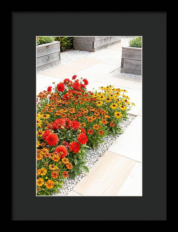 Hot Border Garden Blooms