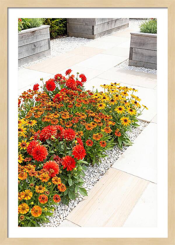 Hot Border Garden Blooms