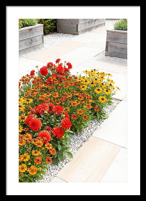 Hot Border Garden Blooms