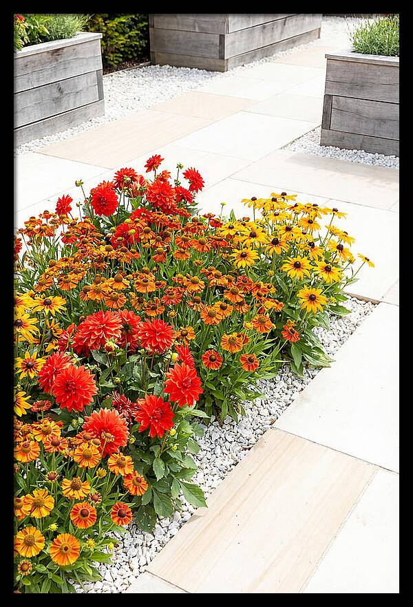 Hot Border Garden Blooms