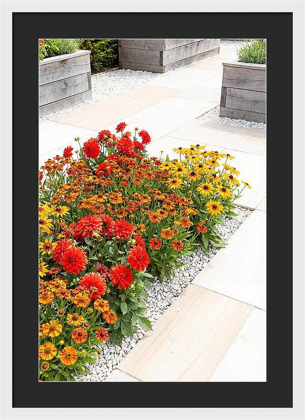 Hot Border Garden Blooms
