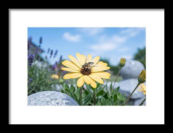 Hoverfly On Yellow Daisy
