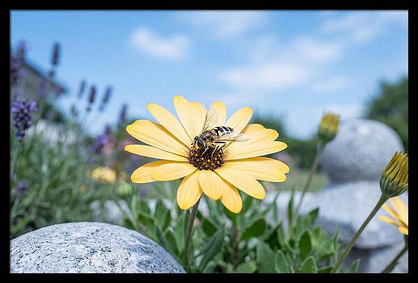 Hoverfly On Yellow Daisy