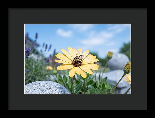 Hoverfly On Yellow Daisy