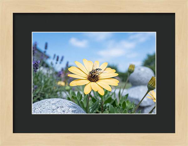 Hoverfly On Yellow Daisy
