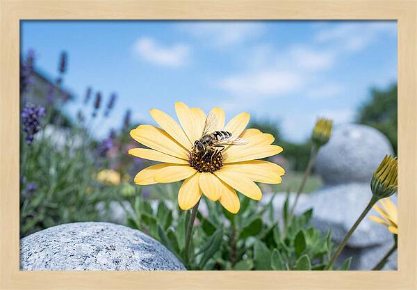 Hoverfly On Yellow Daisy