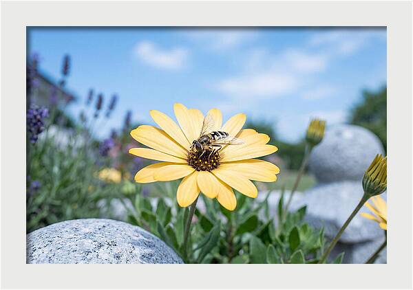 Hoverfly On Yellow Daisy