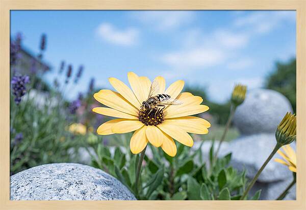 Hoverfly On Yellow Daisy