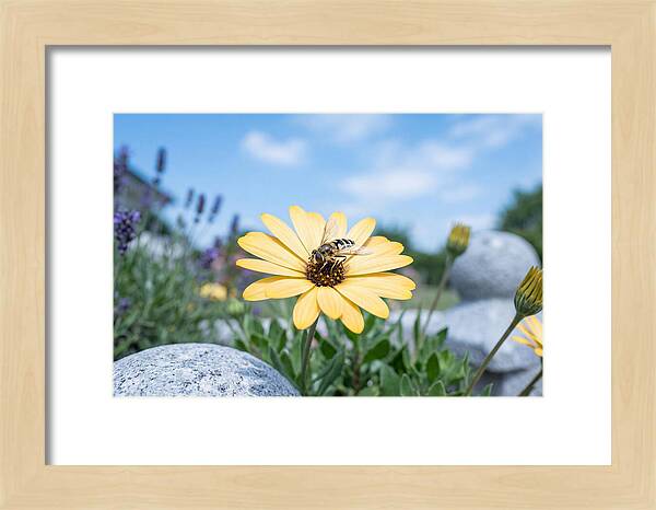 Hoverfly On Yellow Daisy