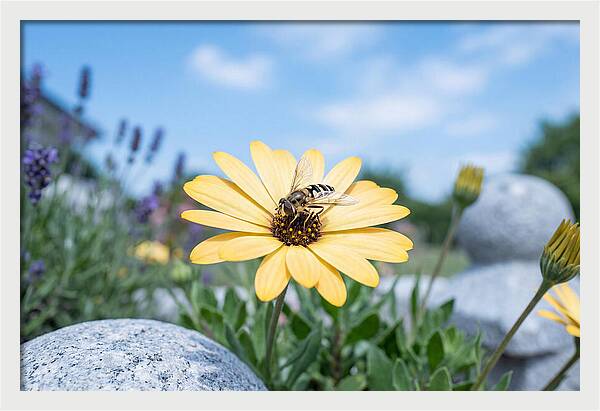Hoverfly On Yellow Daisy