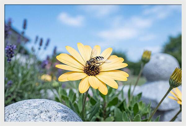 Hoverfly On Yellow Daisy