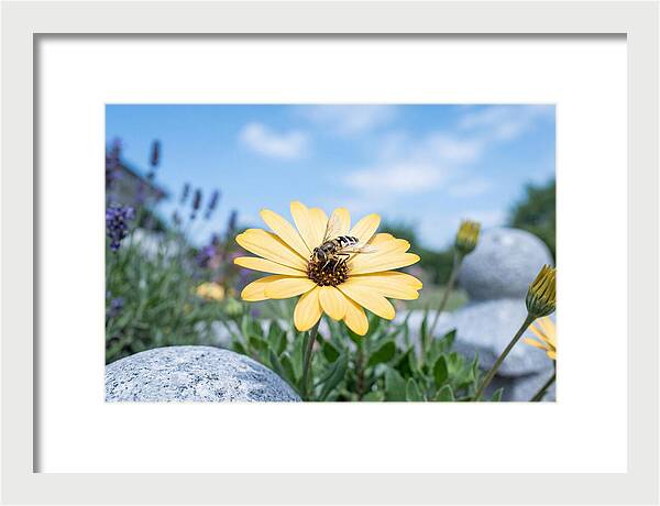 Hoverfly On Yellow Daisy