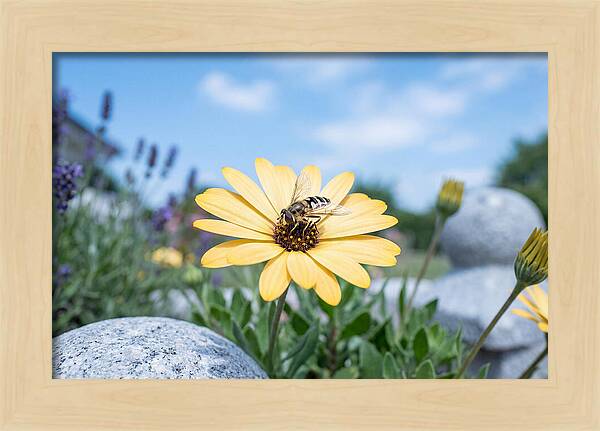 Hoverfly On Yellow Daisy