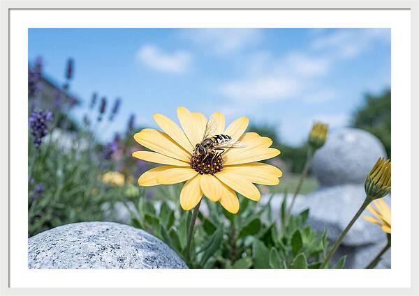Hoverfly On Yellow Daisy