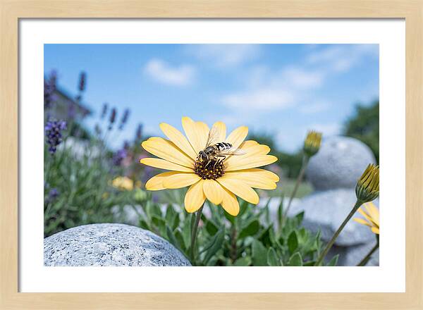Hoverfly On Yellow Daisy