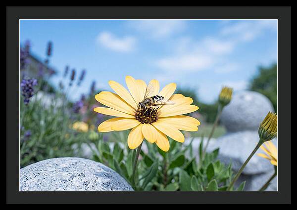 Hoverfly On Yellow Daisy