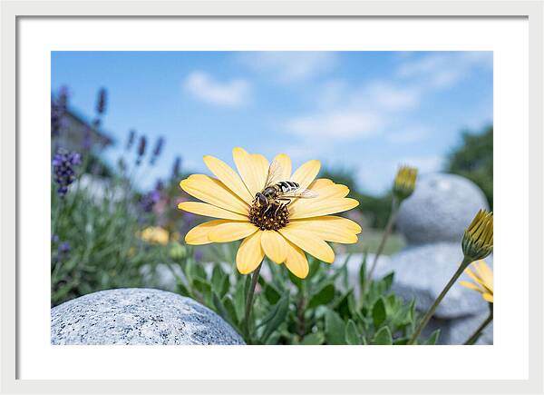 Hoverfly On Yellow Daisy
