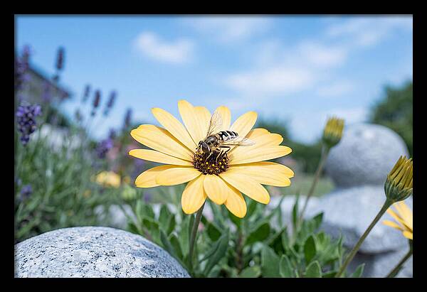 Hoverfly On Yellow Daisy