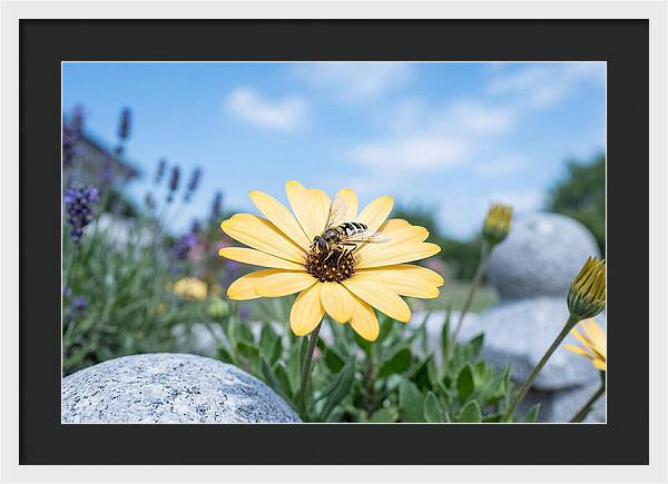 Hoverfly On Yellow Daisy