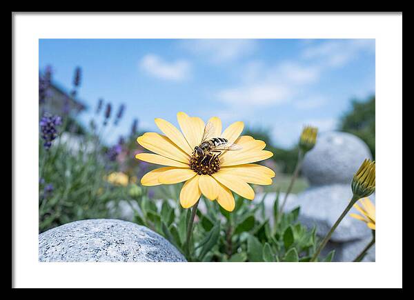 Hoverfly On Yellow Daisy