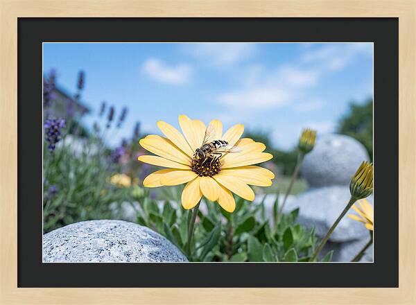 Hoverfly On Yellow Daisy