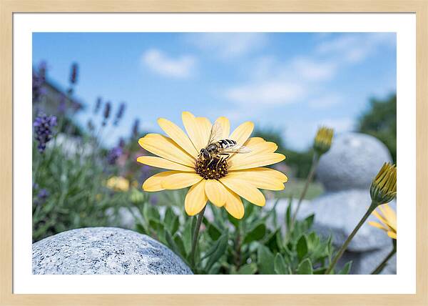 Hoverfly On Yellow Daisy