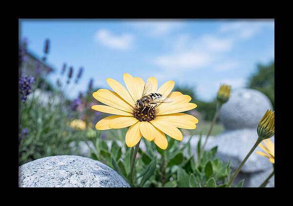Hoverfly On Yellow Daisy