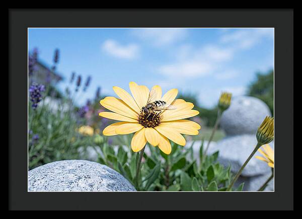 Hoverfly On Yellow Daisy