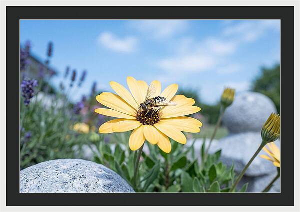 Hoverfly On Yellow Daisy