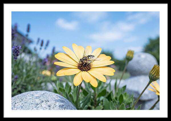 Hoverfly On Yellow Daisy
