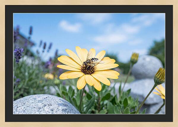 Hoverfly On Yellow Daisy