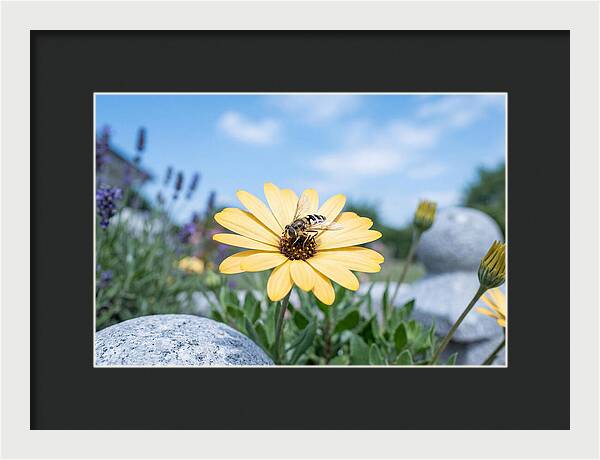 Hoverfly On Yellow Daisy
