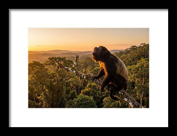 Howler Monkey Calling At Dusk