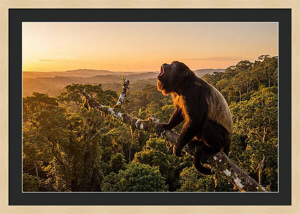 Howler Monkey Calling At Dusk