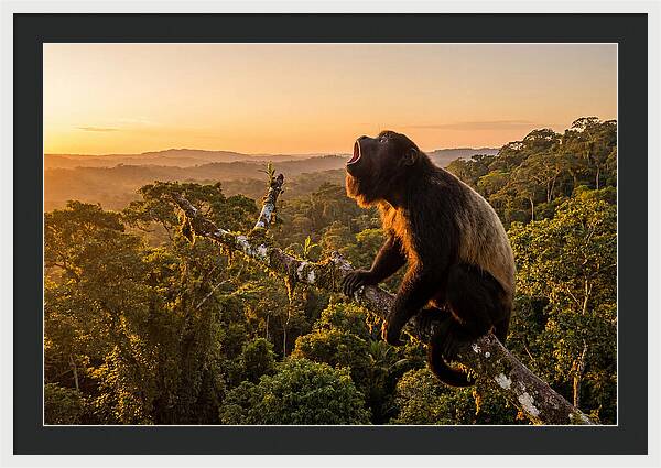 Howler Monkey Calling At Dusk