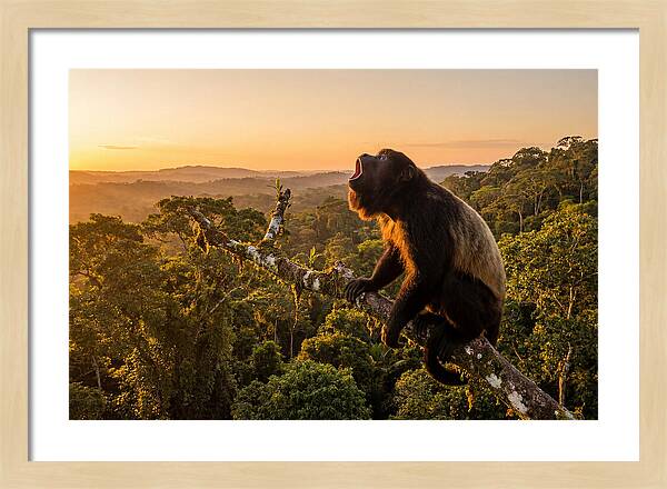Howler Monkey Calling At Dusk