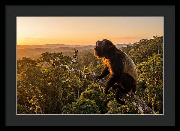 Howler Monkey Calling At Dusk