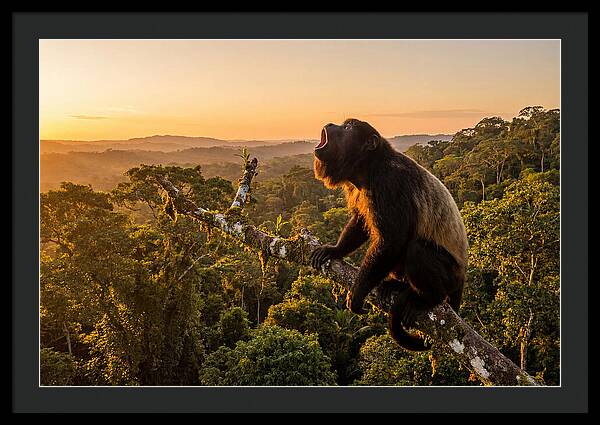Howler Monkey Calling At Dusk