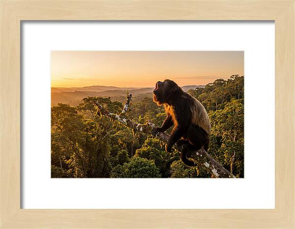 Howler Monkey Calling At Dusk