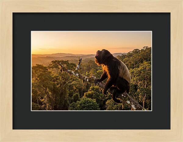 Howler Monkey Calling At Dusk