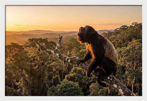 Howler Monkey Calling At Dusk